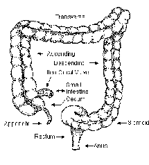 Healthy Colon Illustration