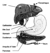 Biliary System is our bodies natural self detoxification system